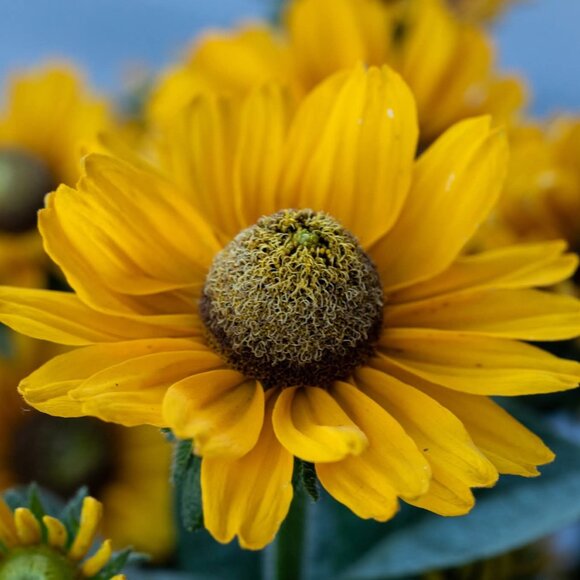 🖤$6 Thank you for your purchase🐈‍⬛ - Picture 2 of 2